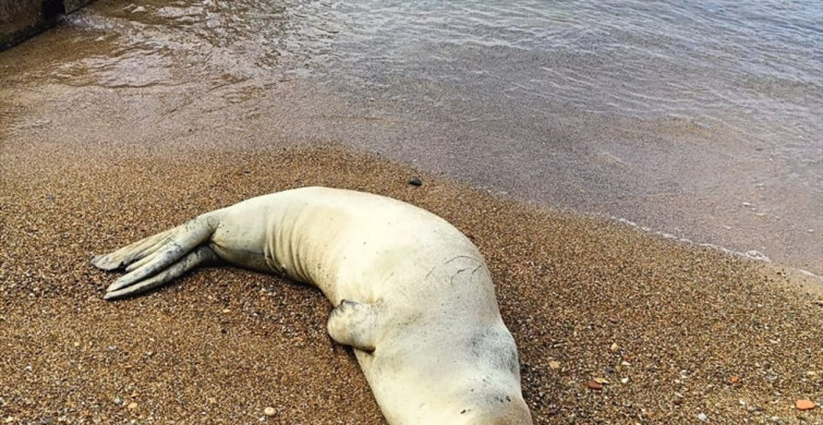 Antalya'da Akdeniz Foku Denizle Kavuşturuldu