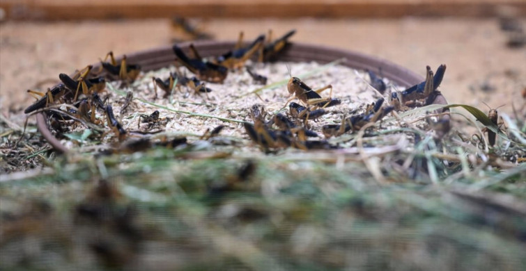 Antalya'da Bilim ve Gıda İçin Böcek Üretimi