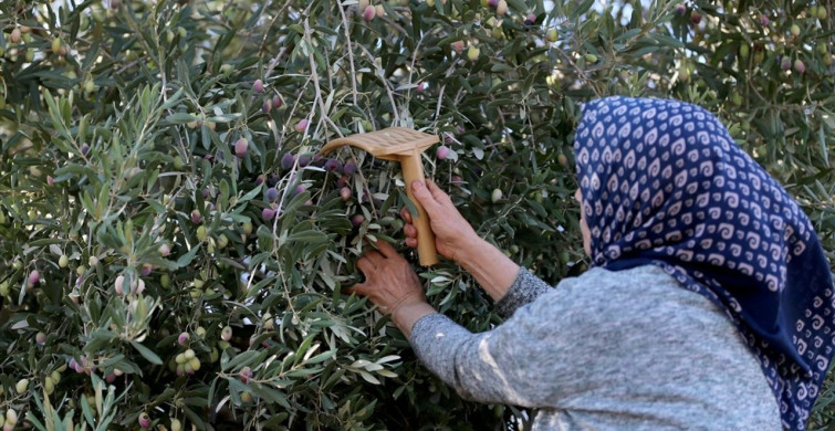 Antalya'da Coğrafi İşaretli Zeytin Üretimi Artırılıyor