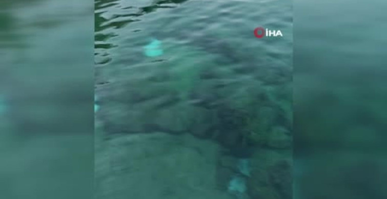 Antalya’da deniz dibinde ölü vatoz balıkları bulundu