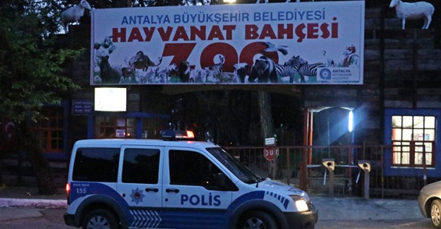 Antalya'da Hayvanat Bahçesinden Kaçan Kurt Korkuttu
