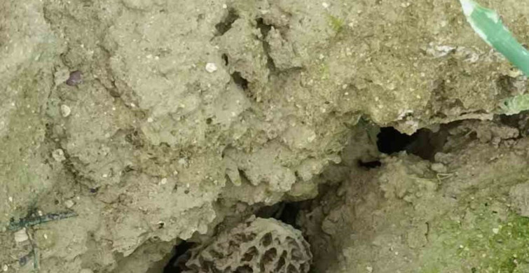 Antalya'da İlk Kez Serada Kuzugöbeği Mantar Üretimi Başladı