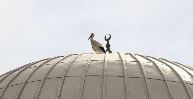 Antalya'da Leylek Yuvası Güvenli Alana Taşındı