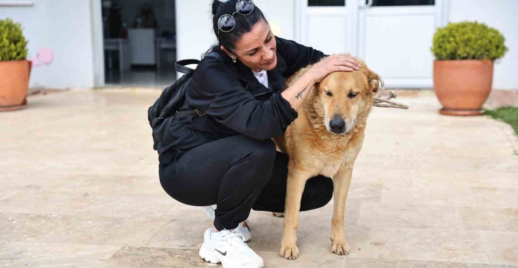 Antalya'da Sahipsiz Hayvanlar Yeni Yuva Buluyor