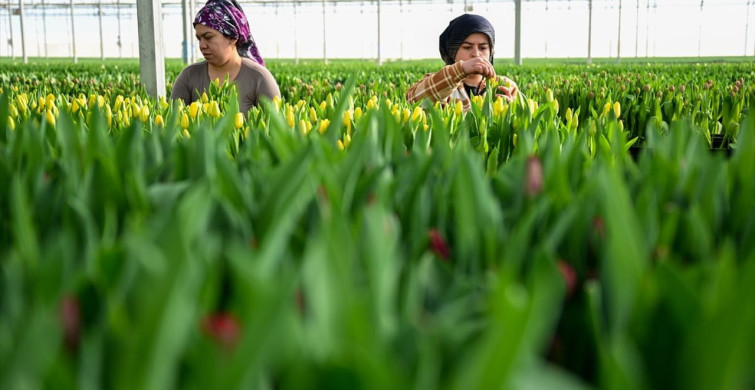 Antalya'da Su ile Yetiştirilen Laleler İç Piyasada Büyük Talep Görüyor