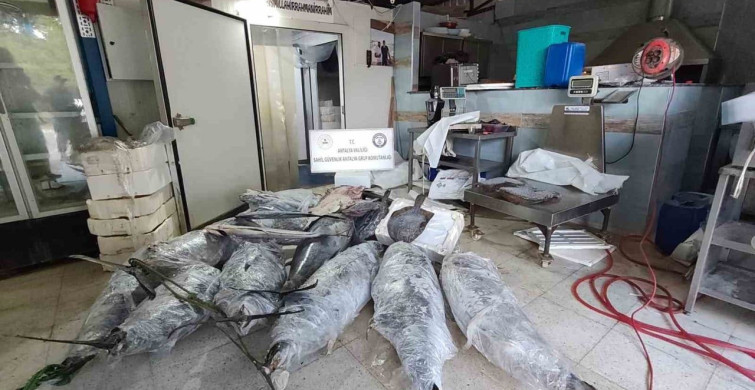 Antalya'da yasaklı balıklara el konuldu