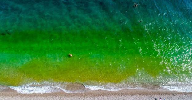 Antalya'da Yeşile Dönen Deniz Ürküttü