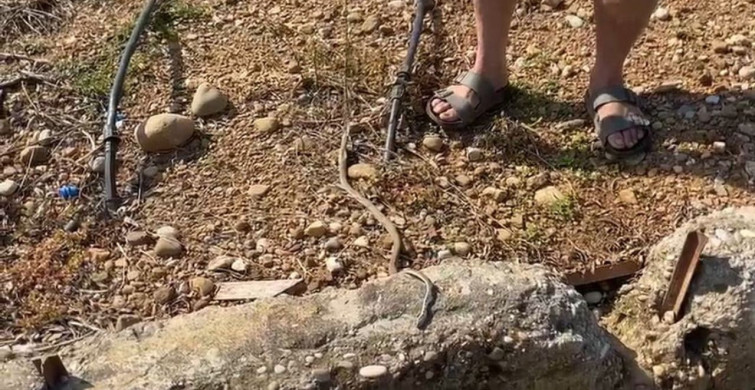 Antalya'da yılanı öldürdüm dedi, 22 bin TL ceza yedi