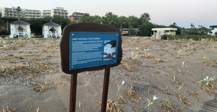Antalya'nın Sahillerinde Kum Zambakları Göz Kamaştırıyor
