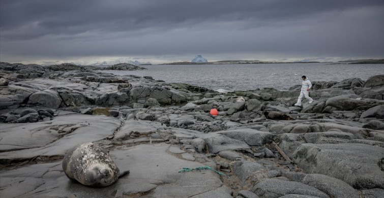 Antarktika'daki Doğal Yaşam ve Kirlilik Sorunları