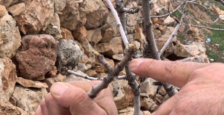 Antep Fıstığında Bereket: Kar ve Yağmur Nefes Aldırdı