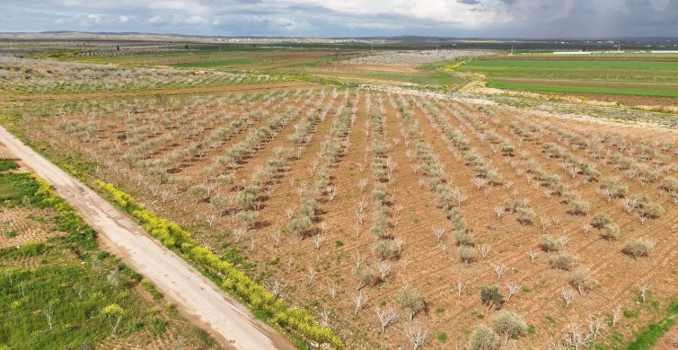 Antep Fıstığının Gelişiminde Karagöz Kurdu ve Kabuklu Bit Tehdidi