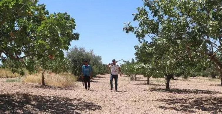 Antep fıstığının hasadı başladı: Kilosu 200 TL’den satılıyor