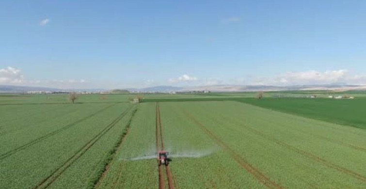 Araban Sarımsağında Rekolte ve Kalite Artışı Bekleniyor