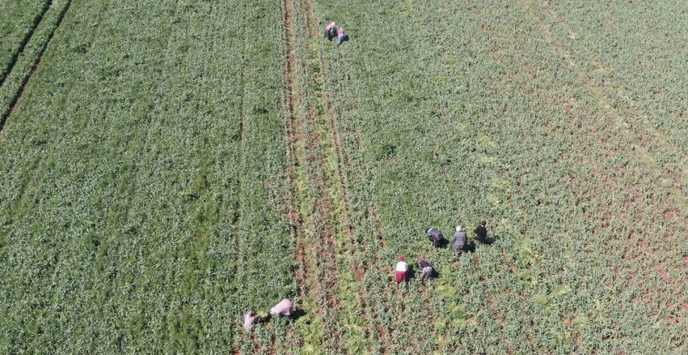Araban Sarımsağında Yüksek Rekolte Beklentisi