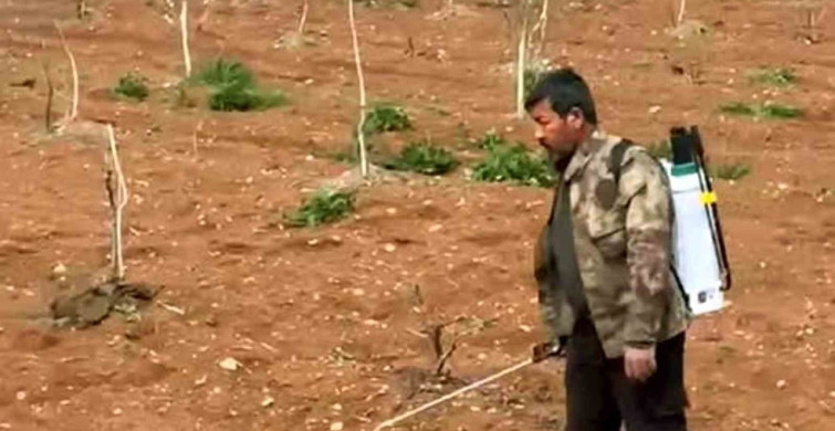 Araban'da Yabancı Otlarla İlaçlı Mücadele Devam Ediyor