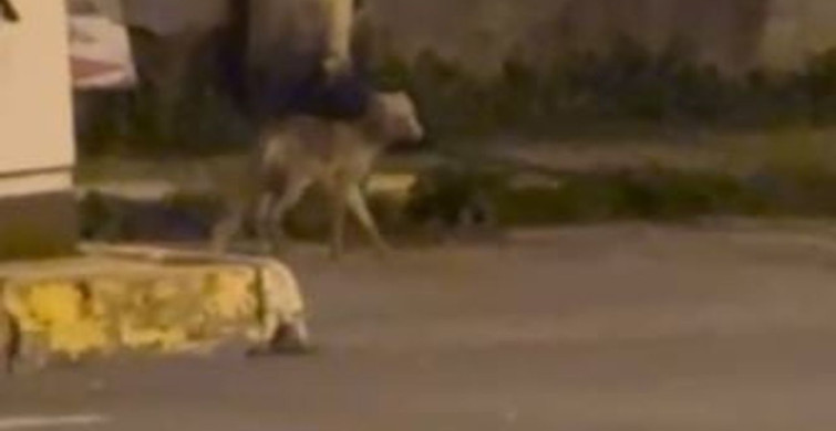 Ardahan'da gece şehre inen tilki kamerada