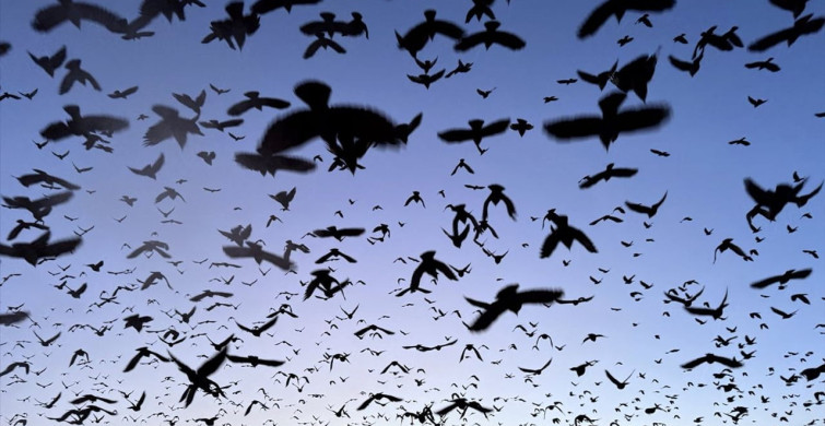 Ardahan'da Gün Batımında Kuşların Muhteşem Dansı