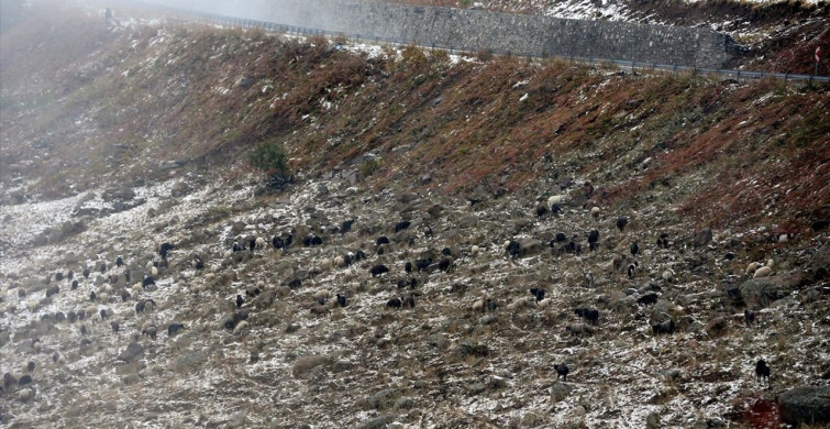 Ardahan'da Küçükbaş Hayvan Sürüleri Kar Yağışına Hazırlıksız Yakalandı