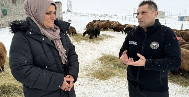 Ardahan'da Küçükbaş Hayvancılıkta Büyük Artış