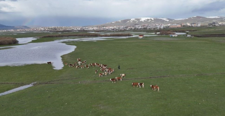 Ardahan'ın Besicileri Baharla Meralara Çıkıyor