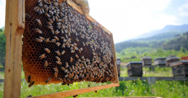 Arı Ekmeğini Duydunuz mu? Kısırlıktan Kolestrole Onlarca Derde Deva!