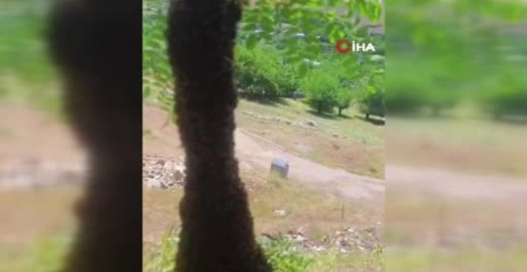 Arı kolonisi akasya ağacında oğul verdi