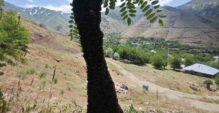 Arılar akasya ağacında oğul verdi: Dallar arıların ağırlığıyla eğildi
