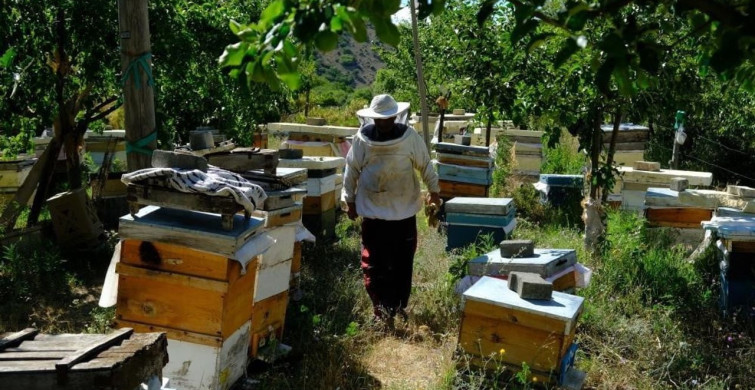 Arılar, çiçekte ballı sene için yaylaları tercih ediyor