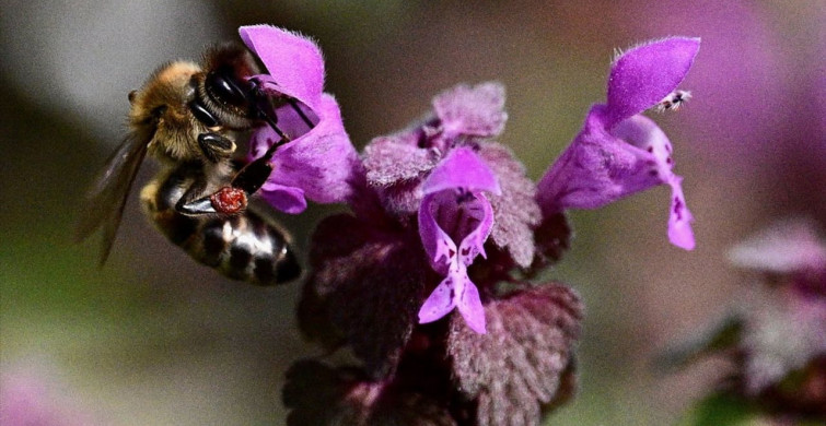 Arıların Elektromanyetik Alanlardan Etkilenmesi Üzerine Yeni Bulgular