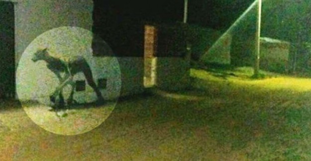 Arjantin'deki Gizemli Yaratık Halkta Korku Yarattı