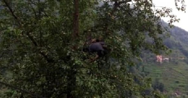 Armut Toplamak İçin Ağaca Çıktı, Hayatını Kaybetti