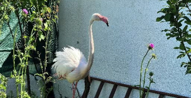 Arnavutköy'de Kanadı Kırık Flamingo Kurtarıldı