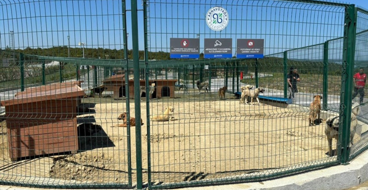 Arnavutköy'de Sahipsiz Hayvanlar Toplanıyor