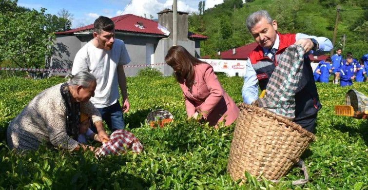 Artvin'de 2023 Yaş Çay Hasadı Başladı