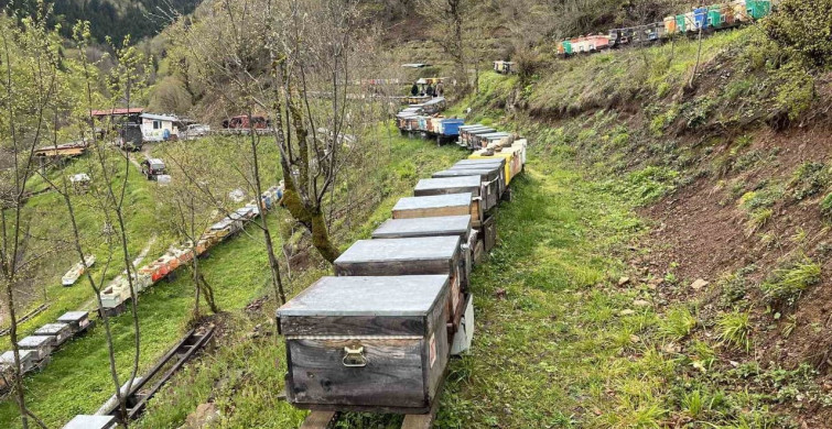 Artvin'de Apiturizm: Geleceğin Doğal Turizm Modeli