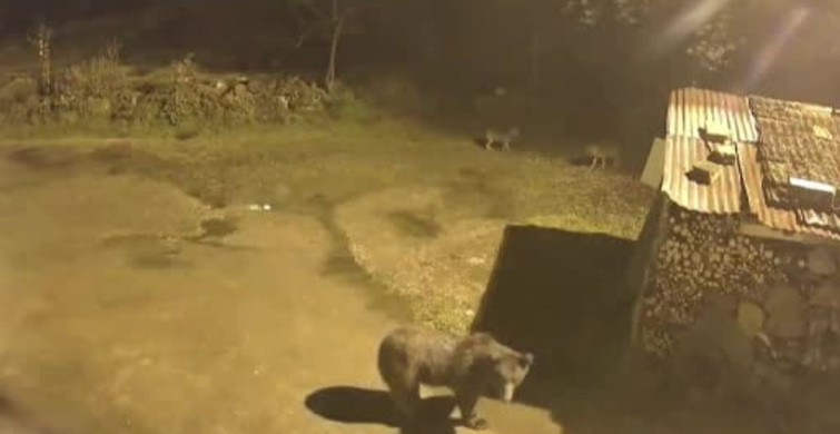 Artvin'de Ayılar Köylere İndi