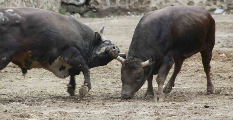 Artvin'de Boğa Güreşleri Sezonu Açıldı