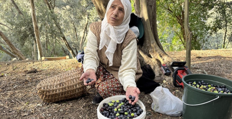 Artvin'de Butko Zeytini Hasadı Başladı