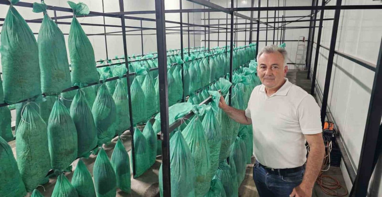 Artvin'de İstiridye Mantarının İlk Hasadı Yapıldı