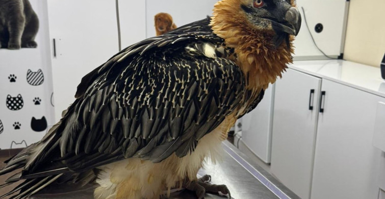 Artvin'de Sakallı Akbaba Doğaya Salındı