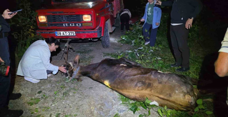 Artvin'de uçuruma yuvarlanan inek, ekiplerin çabasıyla kurtarıldı