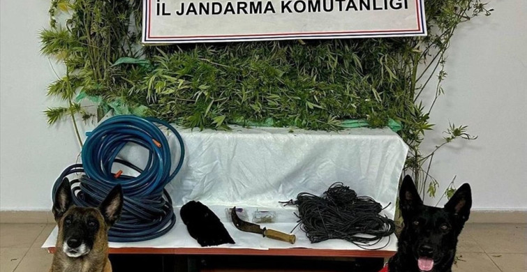 Artvin'de Uyuşturucu Operasyonu: 15 Kilo Esrar ve Kenevir Ele Geçirildi