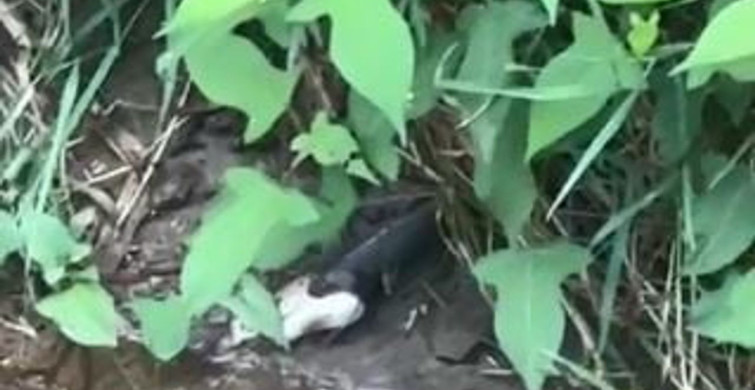 Artvin'de yılanın balık avlama anı görüntülendi