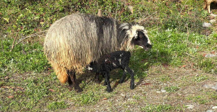 Artvin'de Yoğun Yayla Göçü Başladı