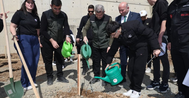 Artvin'de Zeytin Fidanı Dikim Etkinliği