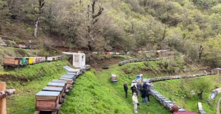 Artvin'deki Bal Çalıştayı'nda Kafkas Arısı Gen Merkezi İncelendi