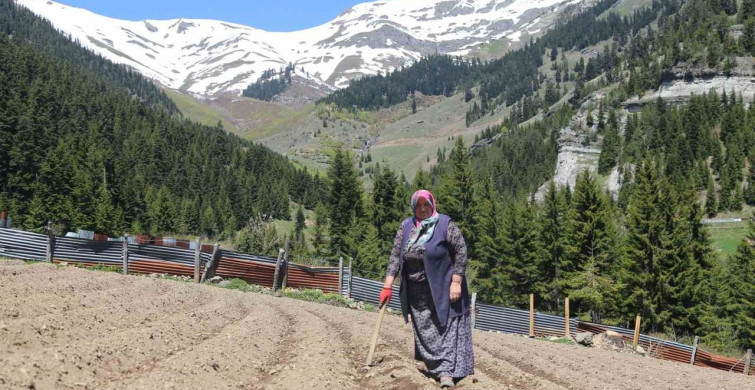 Artvin'deki Kaşıkçılar Mahallesi'nde İmece Usulü Doğal Tarım