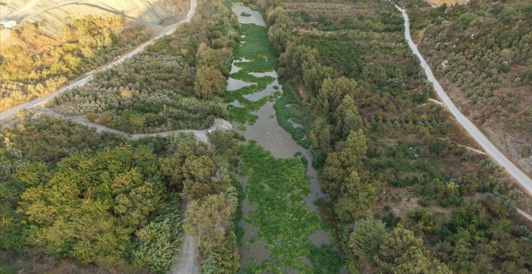 Asi Nehri'nde Su Sümbülleri Tekrar Görüldü
