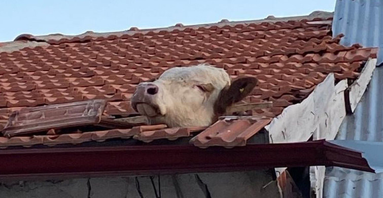 Aşıdan Çatıya Kaçan Dana, Kiremitlere Sıkıştı
